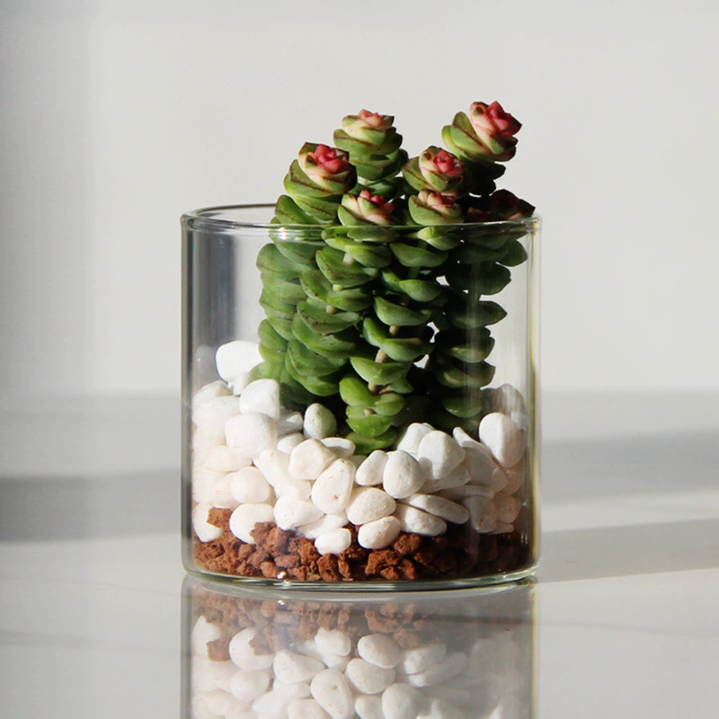 High Borosilicate Glass Hydroponic Plant Bottle Indoor Desktop Small Flower Pot Straight Art Flower Arrangement Vase Moss Ecological Bottle