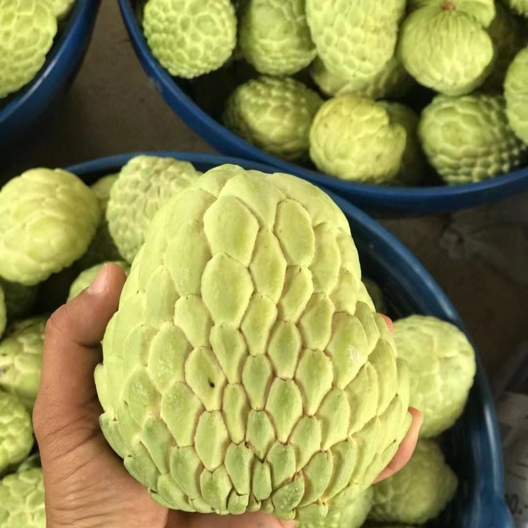 Guangzhou Jiangnan Wholesale Direct Delivery [] Thai Large-Eyed Sakyamuni Fruit Imported Papaya 5kg Fresh Fruit Special Grade