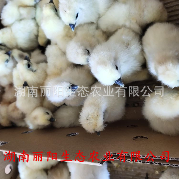 Chicken Seedlings Wholesale White Black-Bone Chicken Seedlings White Phoenix Black-Bone Chicken Bamboo Silk Chicken Taihe Black-Bone Chicken and Five Black-Bone Green Shell Egg Chicken Seedlings