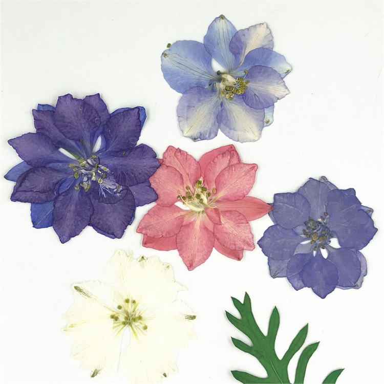 Flying Swallow Flower, Dried Flower Material, Wholesale Embossed Handmade Material Package, Bookmark, Glue Phone Case, Plant Specimen