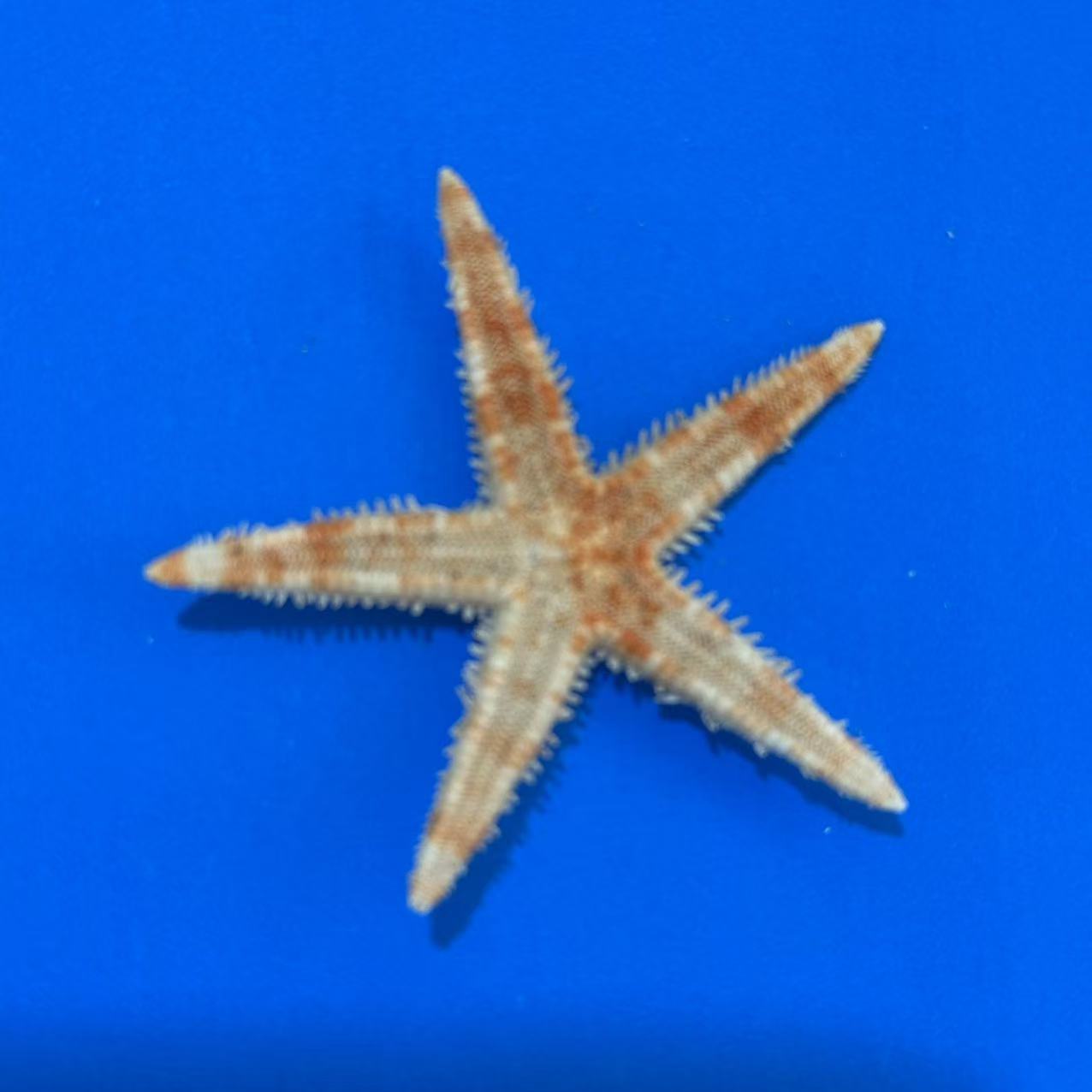 Wholesale Handicrafts Study Natural Starfish Decoration DIY Flat Starfish Conch Shell Bread Starfish Ornaments Decoration