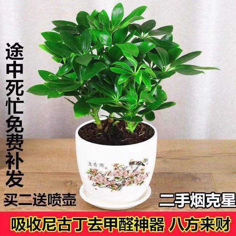 Green Type Indoor Living Room Potted Florals from All Directions, Duck Foot Wood, Large Plant, Seven-Leaf Lotus, Fortune Tree, Duck Foot Wood, Free Shipping