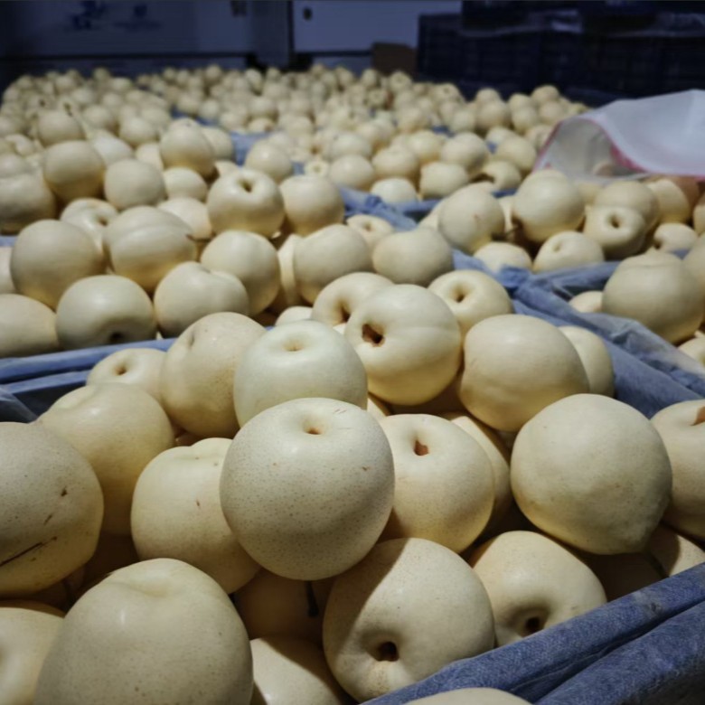 Аутентичные груши утка из Хэбэя, свежие сезонные фрукты, сладкие, хрустящие, сочные, тонкая кожура и без остатков 14кг / корзина