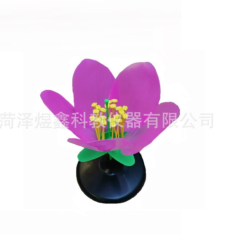 Модель персикового цветка J33007 для обучения биологии