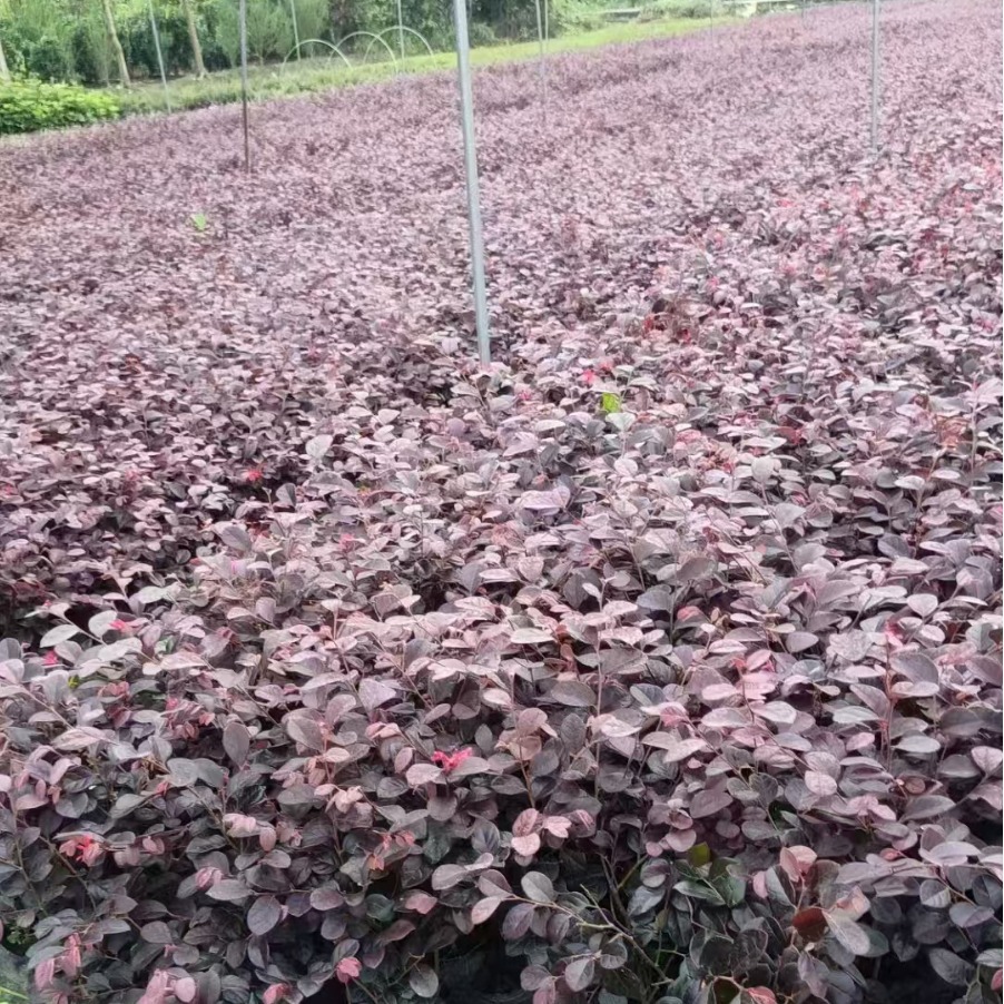 Hongji Wood Seedlings Greening Landscape Honghua Jimu Cup Seedlings Hair Ball Wholesale Base Straight Hair