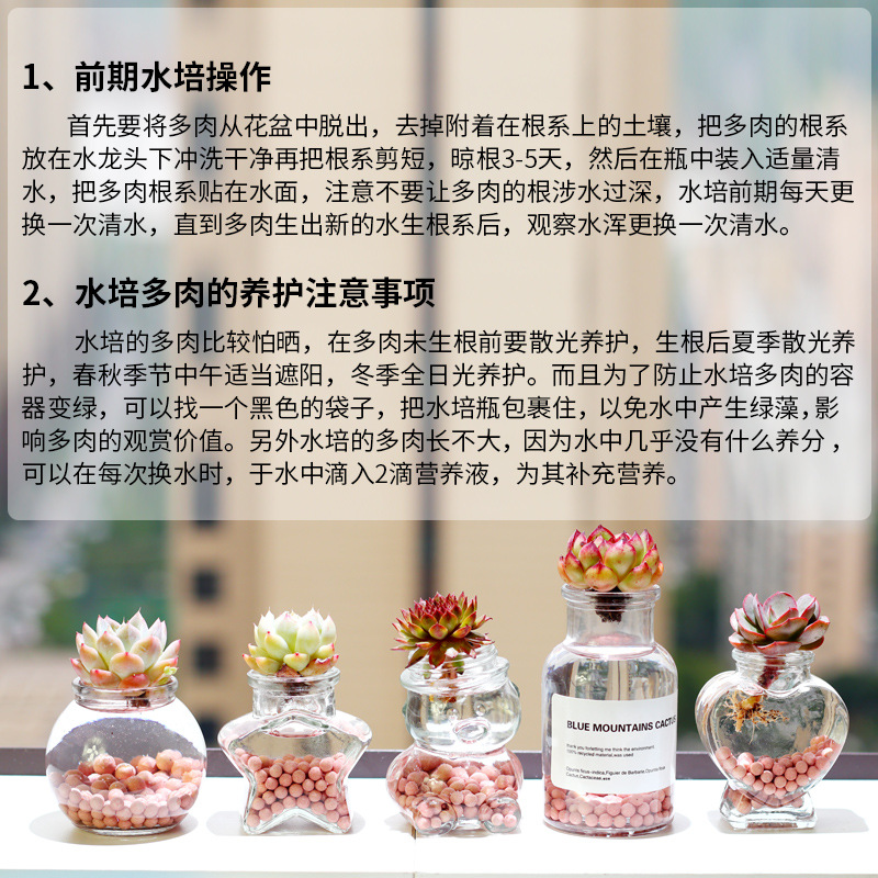 Hydroponic Succulent Plant Potted Desktop Bonsai Home Decoration Office Lazy Green Plant Novice Easy to Maintain