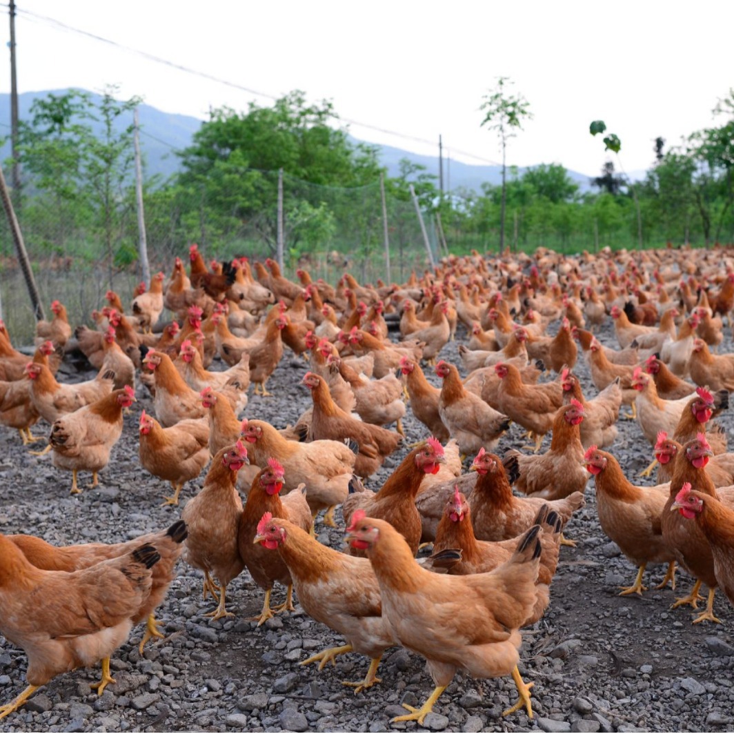 Three Yellow Rooster Seedlings, Small Species, Hunan Yellow, One-Day-Old Pet Stall, Cheap Live Animals, One-Day Small Yellow Chicken