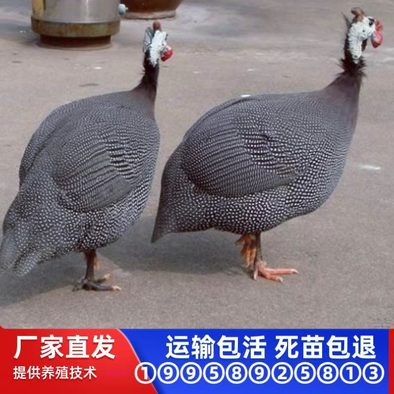 Живые саженцы гвинейских кур, редкие птицы, магпийский фазан, саженцы перепелов, цветной фазан, саженцы императорской наложницы, саженцы местных кур