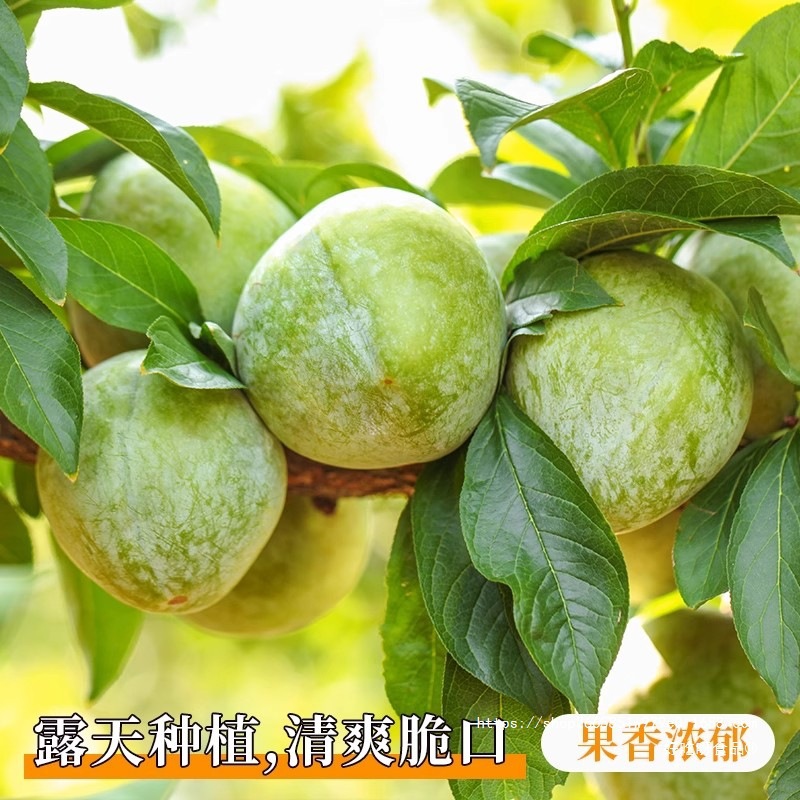 Sichuan Boneless Plums, Fresh Fruits, Extra Large Seasonal Sweet and Sour Honey Green Crispy Plums, Whole Box Free Shipping