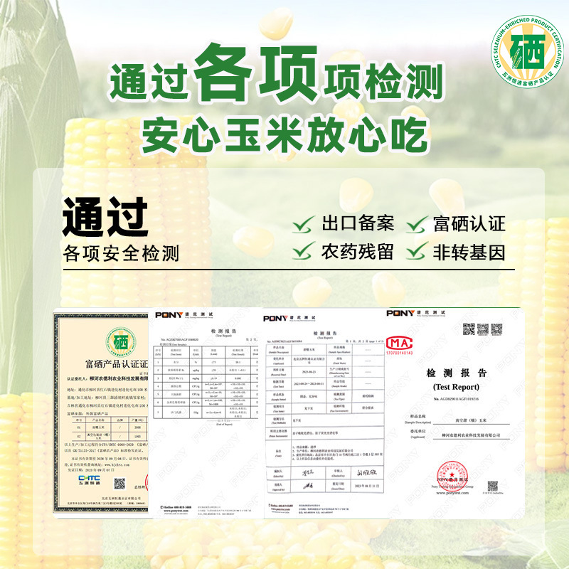 Fresh Seasonal Northeastern Corn, Glutinous Corn, Selenium-Rich Black Corn, Individually Vacuum-Packed, 8 Large Sticks of Sweet Corn