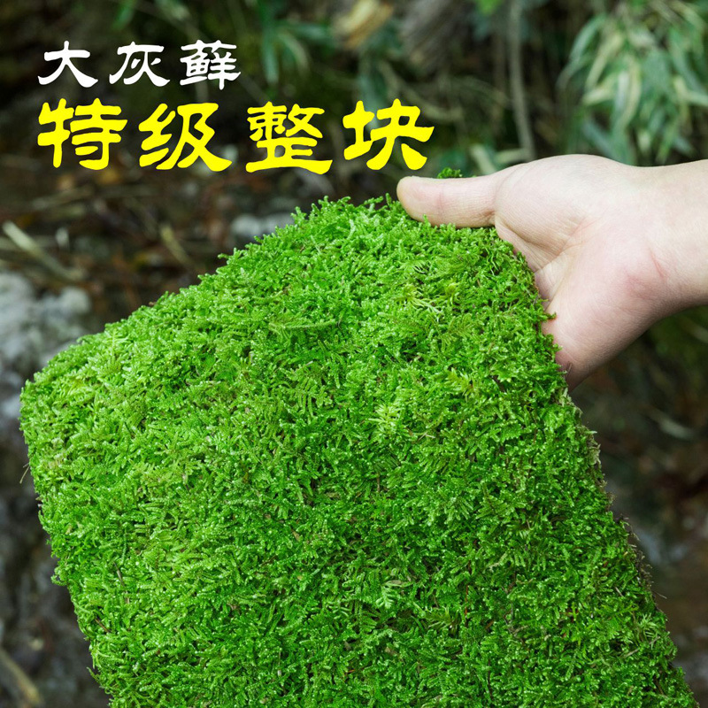 Целый кусок свежего мха для микроландшафта, материалы для ландшафтного дизайна