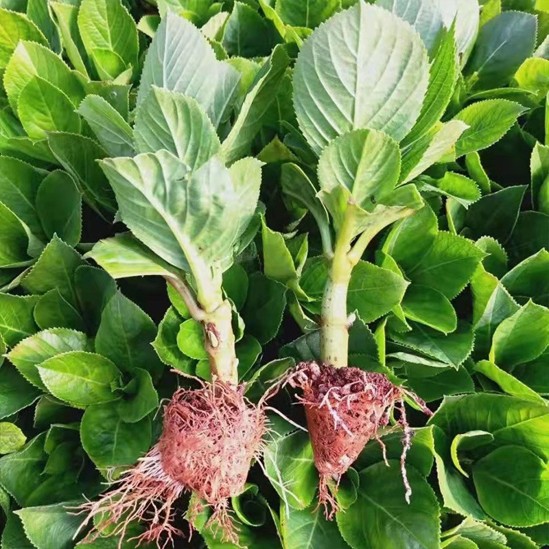 Yunnan Base Hydrangea Seedlings Wholesale Endless Summer Hydrangea Sea Blue Double-Petaled Potted Seedlings Greening Florals