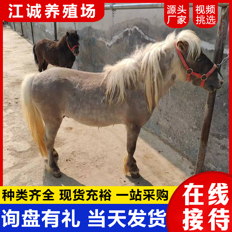 Visiting Scenic Spots, Taking Photos, Riding on Adult Dwarf Horses, Recycling Mini Pet Horses, Small-Footed Horses, Special Miniature Horses