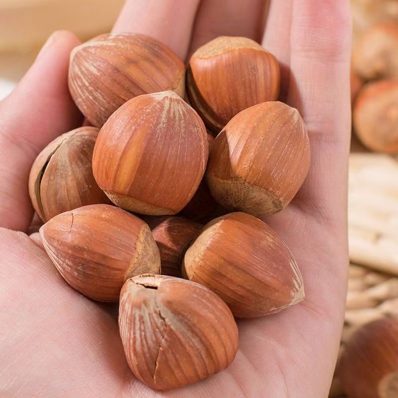 Northeast Wild Hazelnut New Bags Original Thin Skin Pregnant Women Nut Snacks Wholesale Price Tieling Specialty Hazelnut