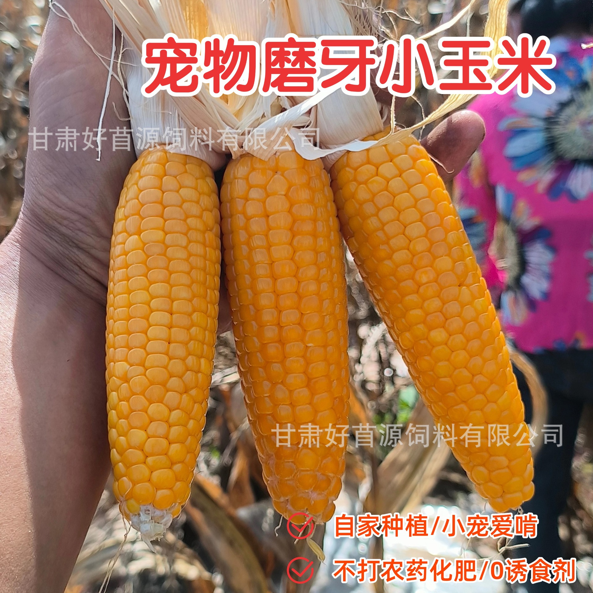 Hamster Teething Corn on the Cob Mini Corn Rabbit Chinchilla Guinea Pig Pet Snacks Golden Hamster Teething Corn