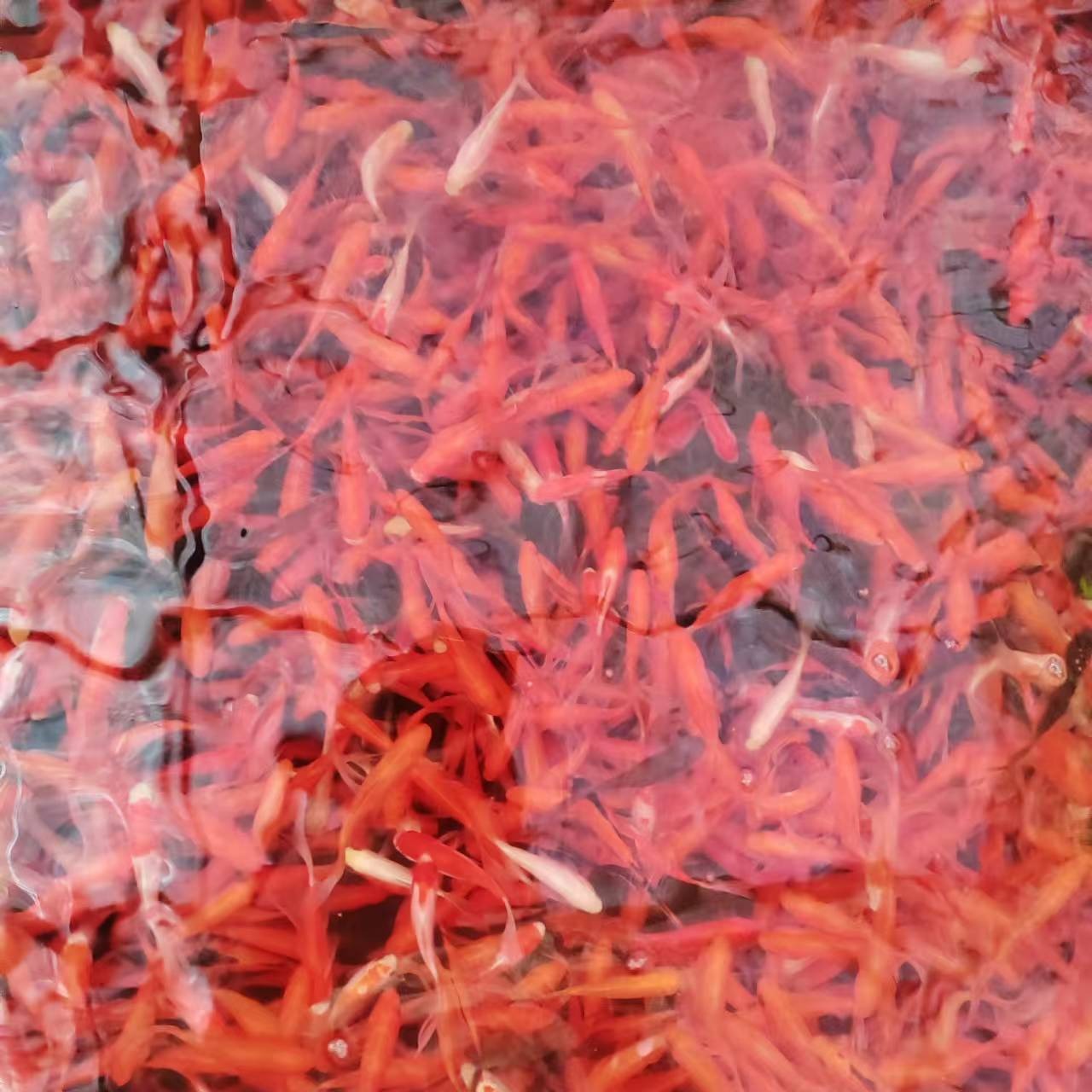 Wholesale Live Ornamental Goldfish, Small Red Grass Fish, Small Jars, Durable for Stalls