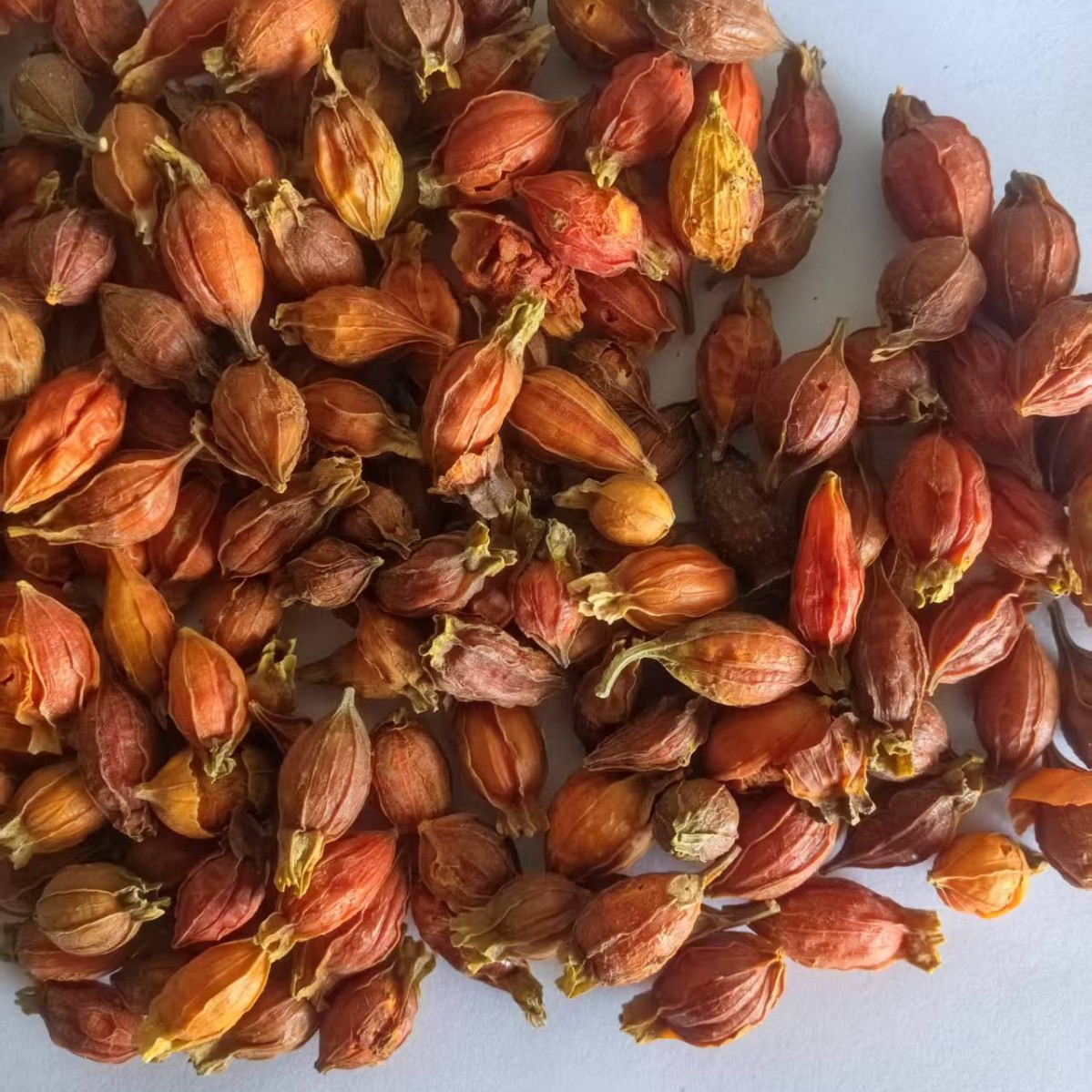 Gardenia 500g Jiangxi Gardenia Red Gardenia Small Gardenia [Jinghui Pharmaceutical] Chinese Herbal Medicine Spot Wholesale