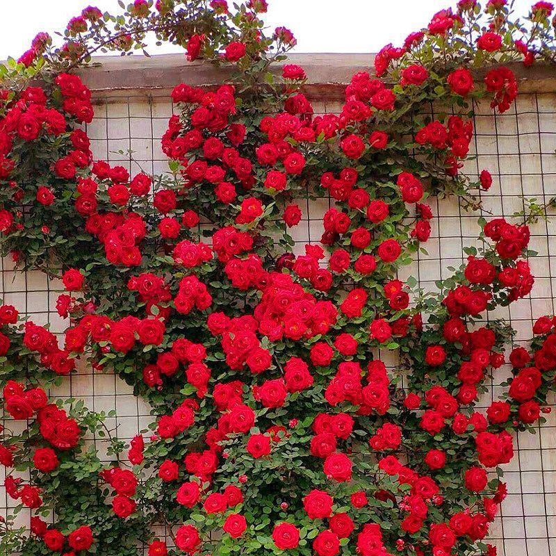 Черенки роз, вьющиеся розы, душистые розы Редвуд, розы для балконного сада, комнатные розы