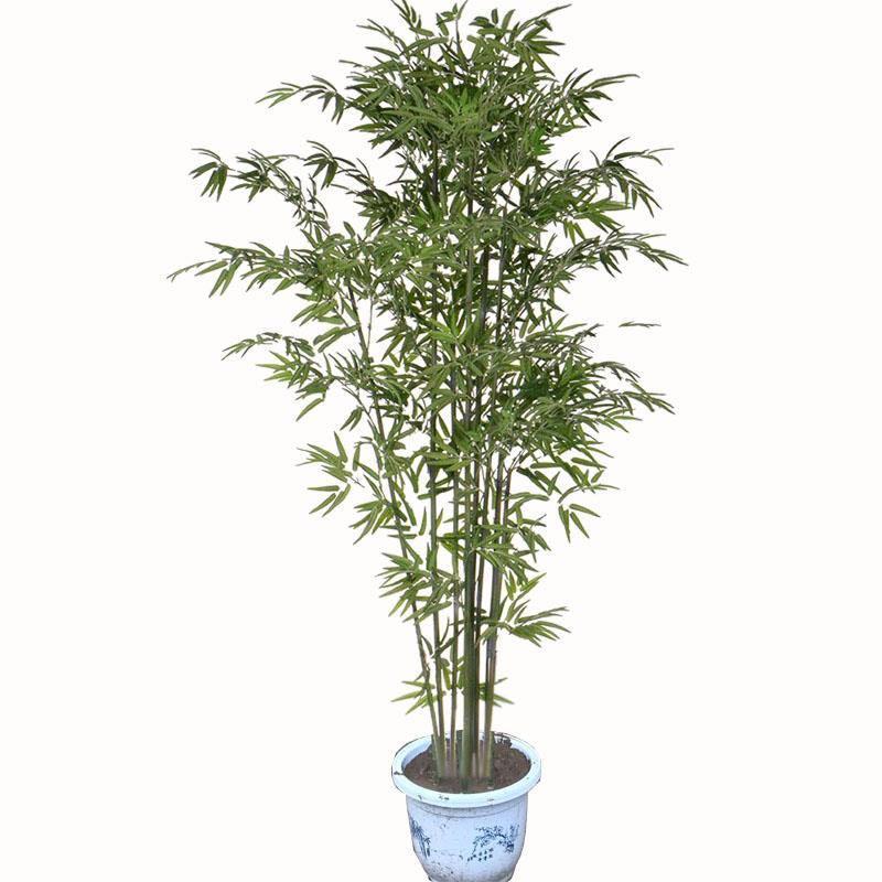 Courtyard Plants Gold Inlaid with Jade Purple Bamboo Seedlings Green Bamboo Seedlings Moso Bamboo Arhat Bamboo Seedlings Potted Plants