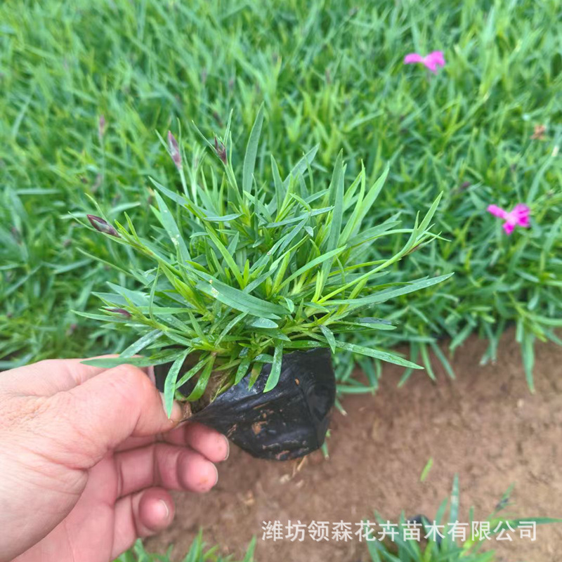 High-Quality Grass Flower Dianthus Caryophyllus Wholesale Cold-Resistant Perennial Flower Cup Seedlings Wholesale Garden Park Engineering Flowers and Plants