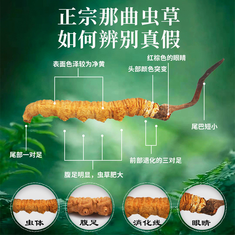 Wholesale Cordyceps Sinensis, Xizang Nagqu Cordyceps, Source Area Early Season Hay, Custom Gift Box