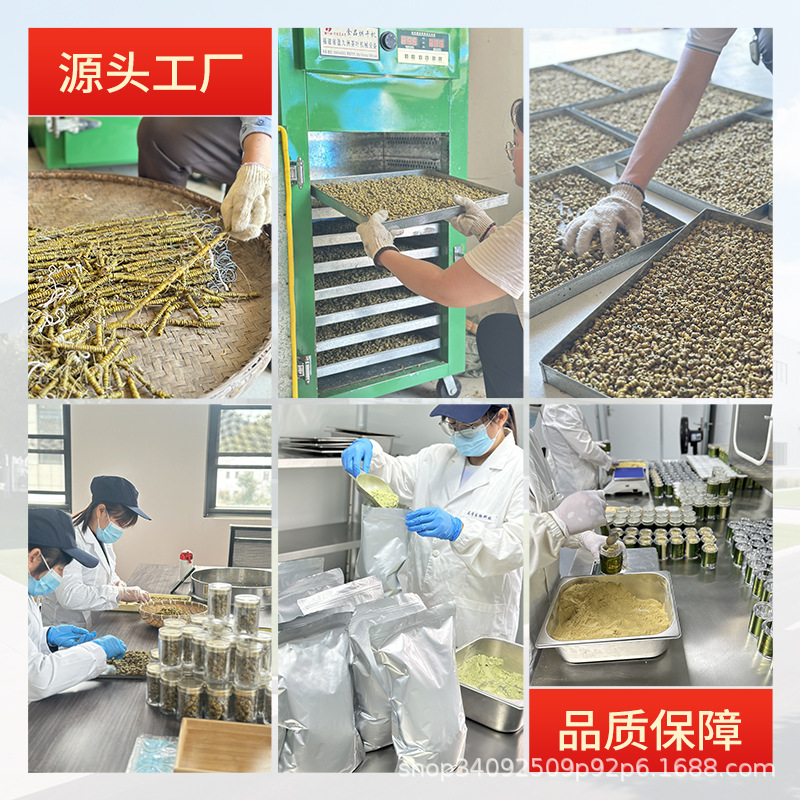 Authentic Huoshan Dendrobium Officinale (Tiepi Fengdou) Wholesale and Delivery, Tiepi Fengdou Can Be Ground into Powder, Rich in Gelatin, Wild-Like Cultivation