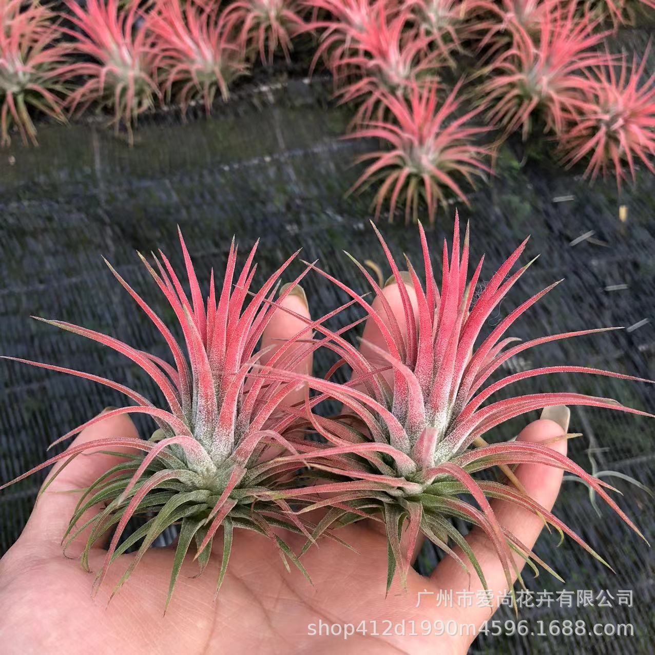 Air Pineapple Red Elf Wholesale Lupra Large, Medium and Small Batch Supply Soilless Plants Shipped from Guangzhou