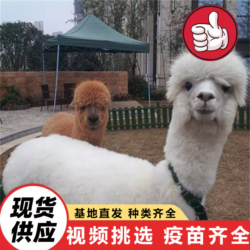 Children's Feeding Interactive Alpaca Cubs, Live Alpaca Attractions, Alpacas for Sale, Tame and Cute Little Alpacas