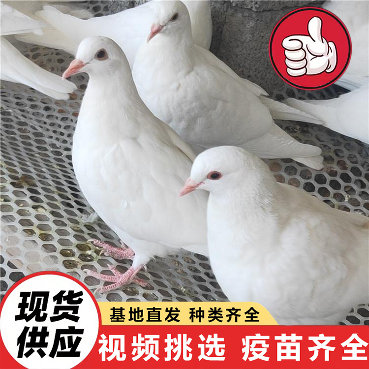 Ornamental Dove for Sale, Large Meat Dove, White Feather King, American Floor King Dove, Feeding Interactive Square Dove