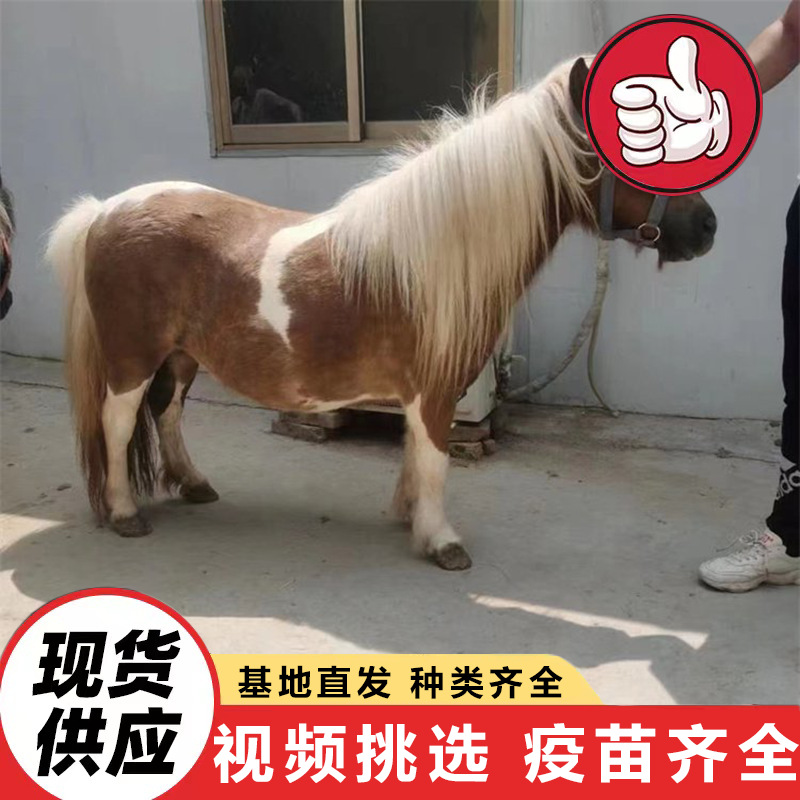 Domestic Mini Pony, Kidsren's Riding Horse, Pet Shetland Pocket Horse, Farm Selling Live Dwarf Horse