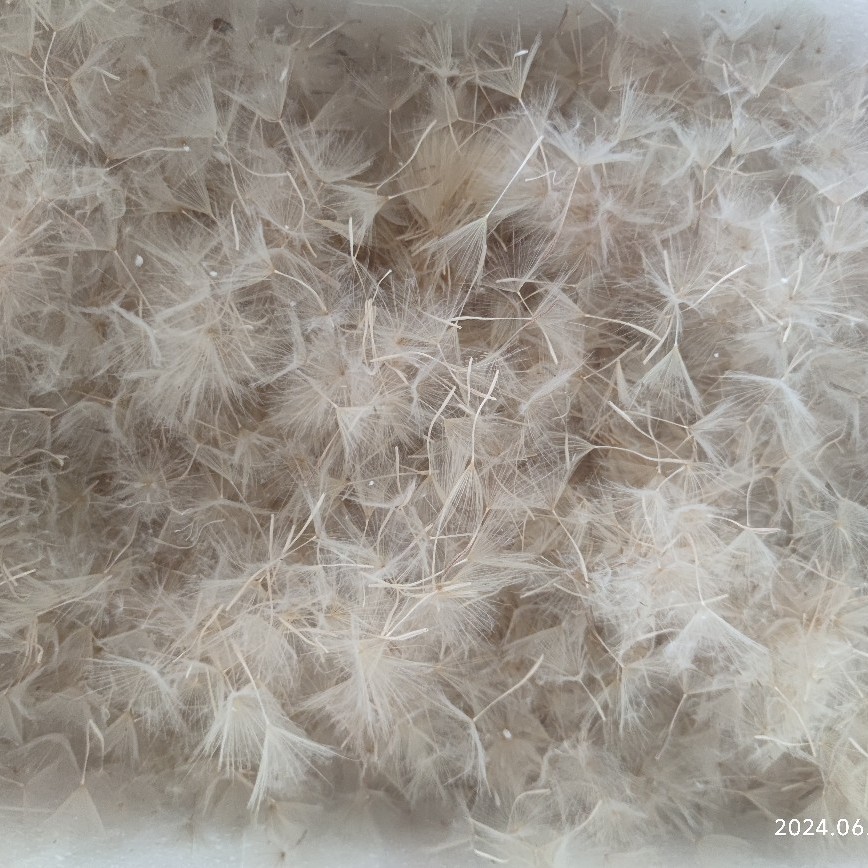 Manufacturer Wholesale Dandelion Dried Flower Seeds, Dandelion Fluff, Forest-Style Filling Necklace, Resin Material DIY Accessories