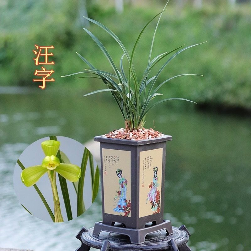 Songmei Chunlan, the Four Old Varieties of Fragrant Orchids, Longzi Jiyuanwangzi, the Eight Old Varieties of Flowers