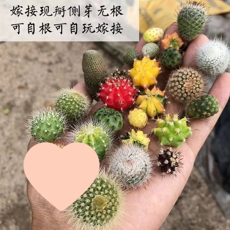 Кактус, привитый в горшке, суккулентное растение с треугольными боковыми почками, разноцветный кактус