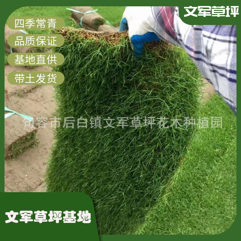 Bermuda Turf Dwarf Bermuda Lawn Is Suitable for a Wide Range of Units, Community Parks, Green Belts, Real Lawns