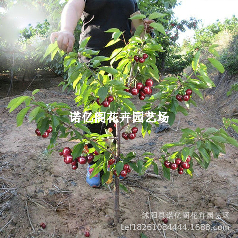 Cherry Seedlings Grafted with Southern New Varieties Hongfei Cherry Agate Red Cherry Saplings Cherry Fruit Saplings of the Year
