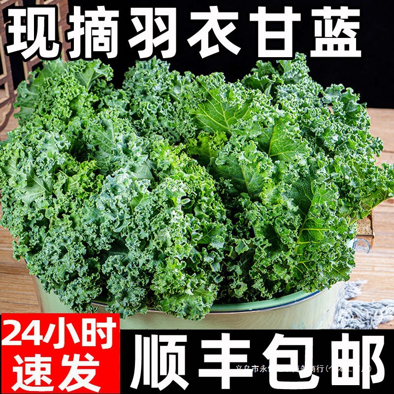 Fresh Kale Vegetables for Consumption, Sf Express Free Shipping, Juicing, Roasted Slices, Fitness Light Meal, Western Salad, Vegetable Sprouts