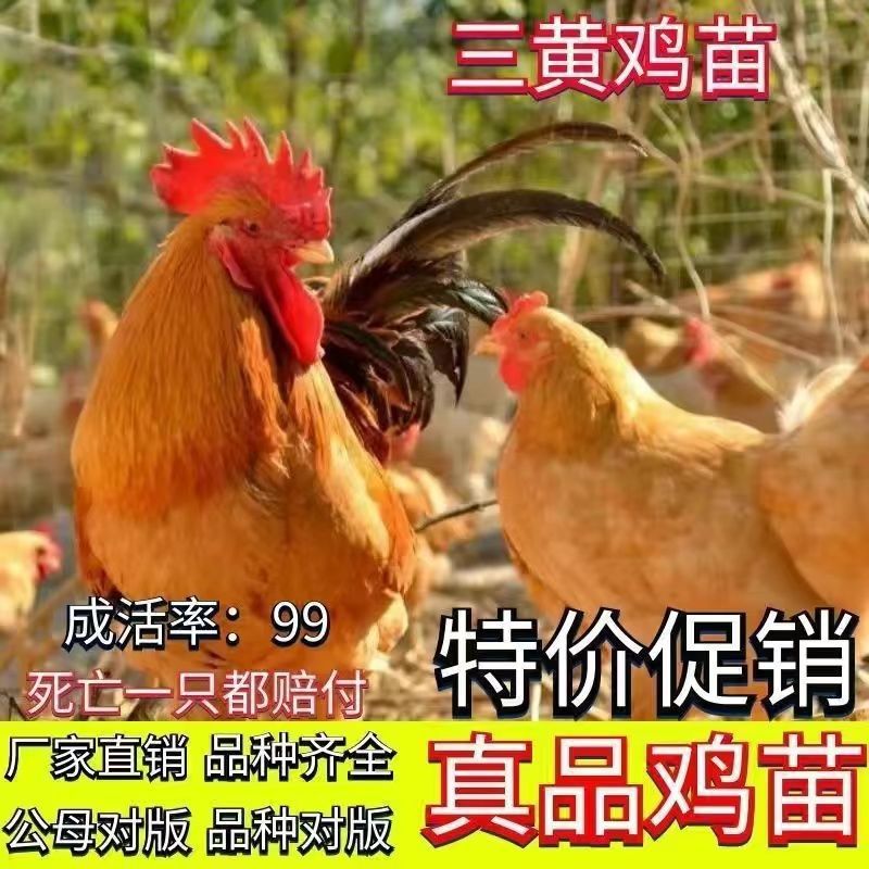 Pet Eggs, Young Chicks, Black Chickens, Native Chickens, 4.5kg Live Chicks, Three-Yellow Chickens, Cuckoo Green-Shelled Red Chickens, and Spotted Chickens