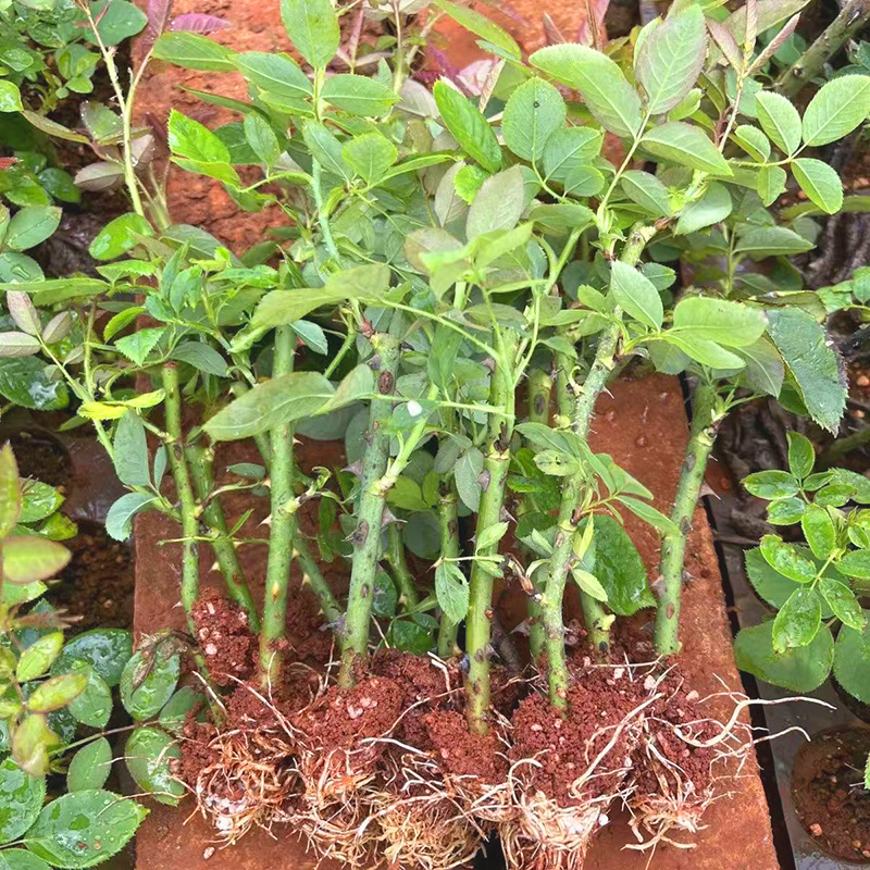 Edible Rose Seedlings Double-Petaled Balcony Courtyard Flower Potted Plants Blooming in All Seasons Damascus Yunnan Dianhong Seedlings
