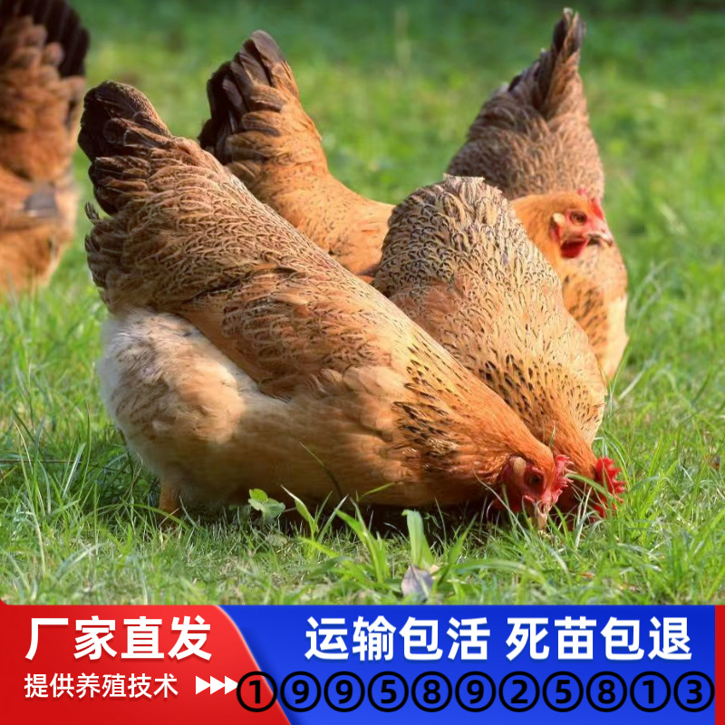 Цыплята местной породы из Гуанси, смешанные с конопляным оперением, местные цыплята на свободном выгуле