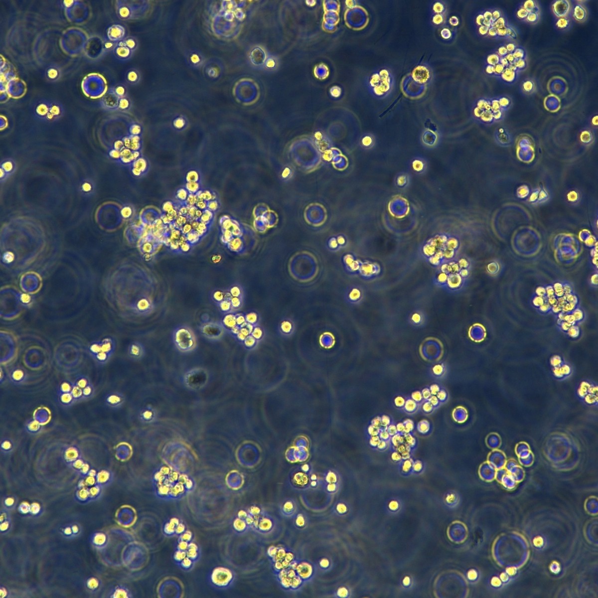 Meisenctcc Meisen человеческий лейкоз, штам, устойчивый к доксорубицину K562/Adr