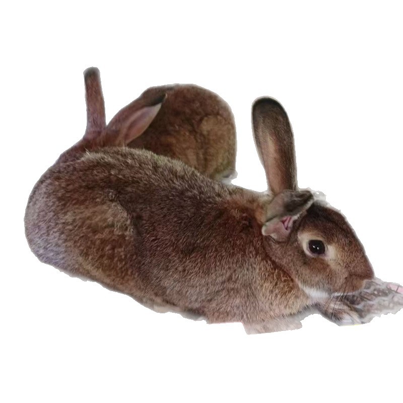 Self-Produced and Sold Hongxiang Belgian Rabbit Breeding Farm Sells Live Rabbits at Low Prices. Belgian Meat Rabbits Are Easy to Feed