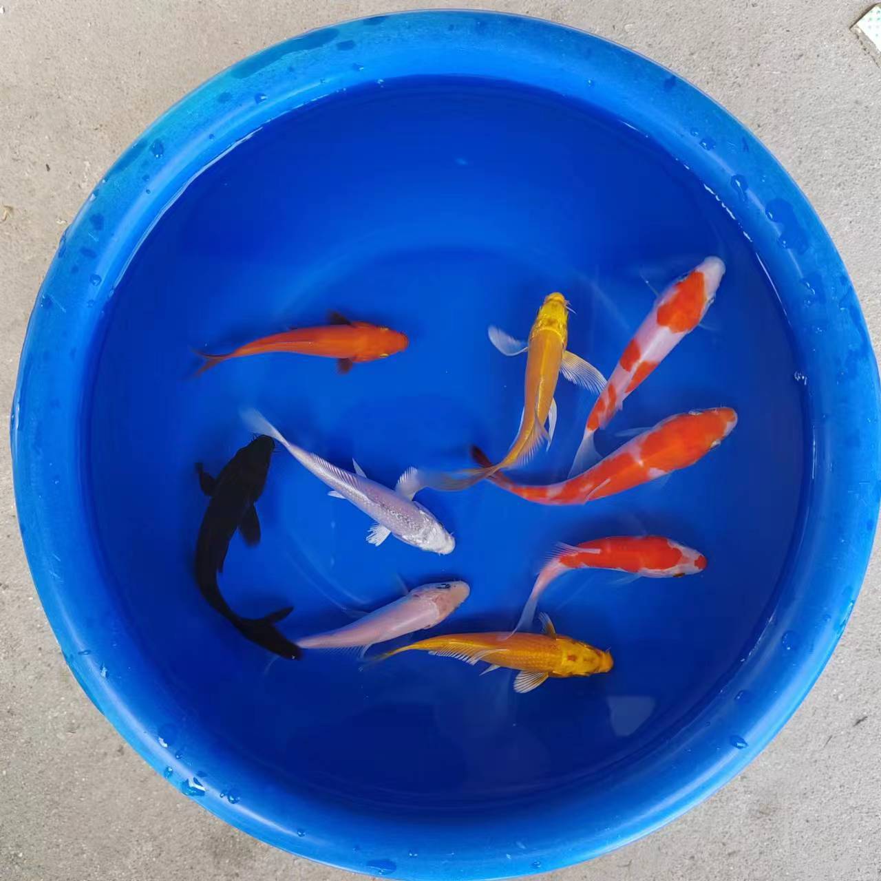 Cold Water Ornamental Fish, Freshwater Small Goldfish, Easy to Grow and Live, Fish Fry, Live Small Koi Live Fish, Pet Wholesale