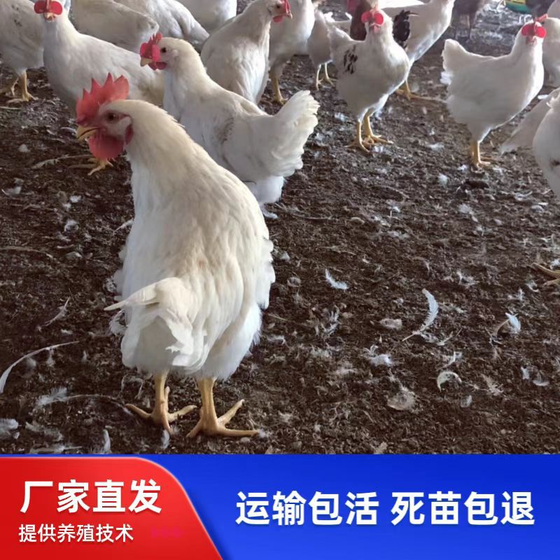 Цыплята бело-перые, оптовая продажа, быстрорастущие бройлеры