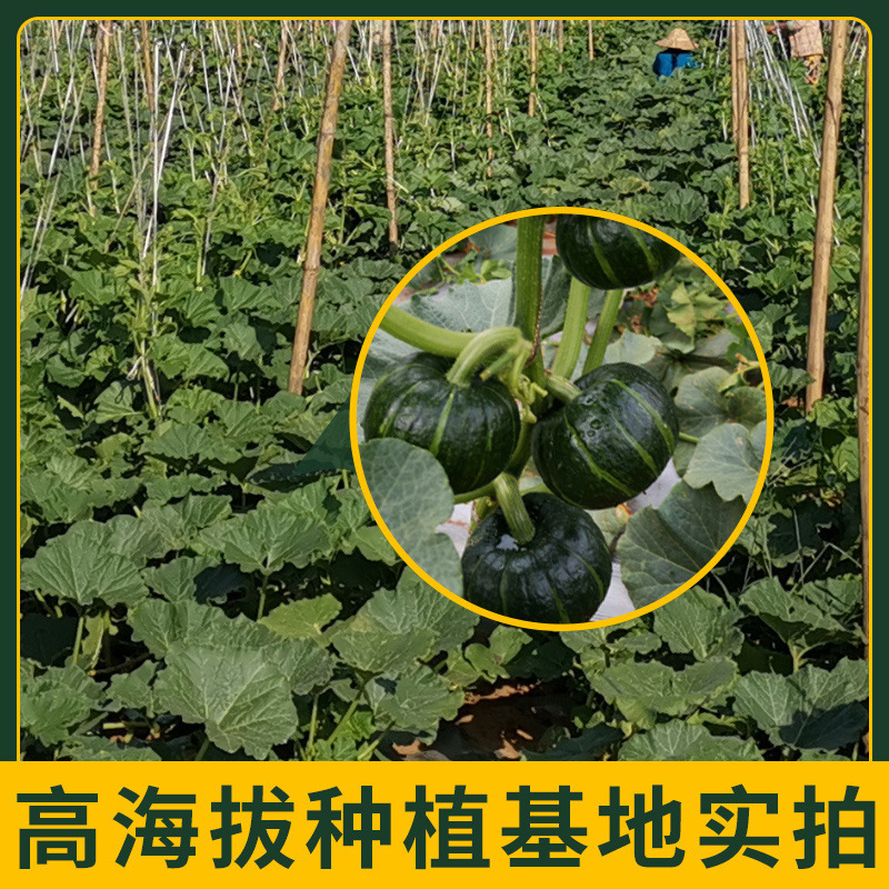 Порошок тыквы Бэйбэй с ароматом каштана клейкое сладкое пищевое дополнение замены пищи свежая подарочная коробка оптом от производителя