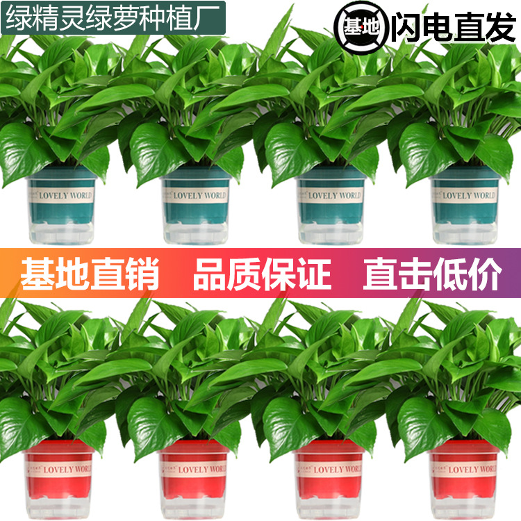Зеленая редька, горшечные комнатные офисные гидропонные зеленые растения, очищающие воздух, зеленая корзина, орхидея-паук, бонсай, оптовая продажа