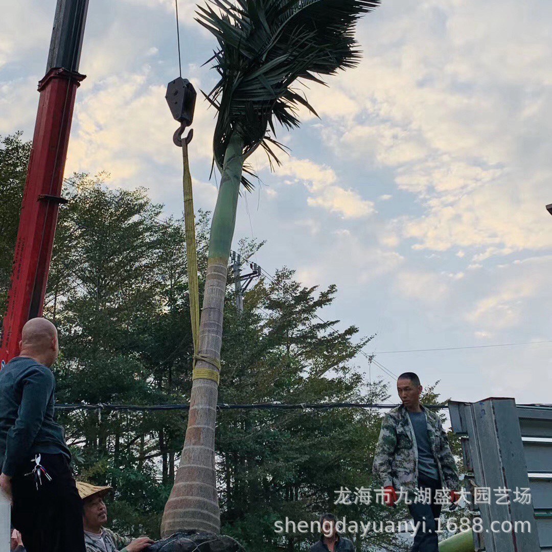 Fujian Fake Betel Nut Wholesale Yunnan Fake Betel Nut Price Zhejiang Fake Betel Nut Tree Jiangxi Fake Betel Nut Base