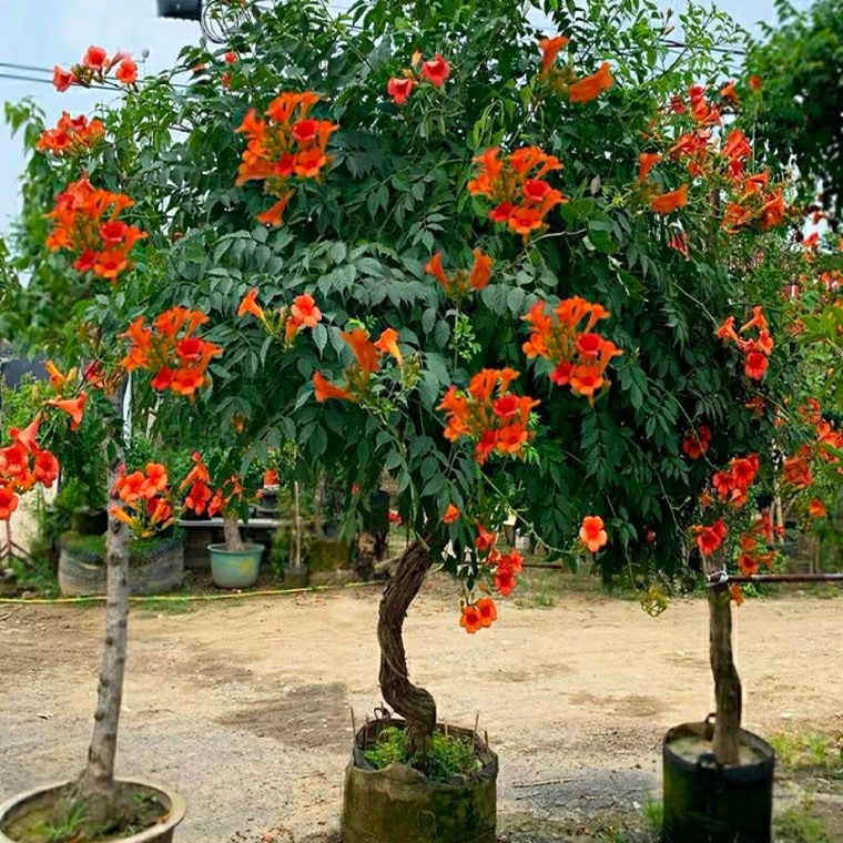 Lingxiao Flower Seedlings, Large Flower Climbing Vines, Russian and American Lingxiao Saplings, Balcony Courtyard House Greening Firecracker Flowers