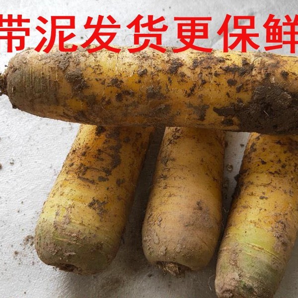 Fresh Yellow Radish and Yellow Carrot, Xinjiang Flavor, Farm-Made, 50kg Pieces, Free Shipping