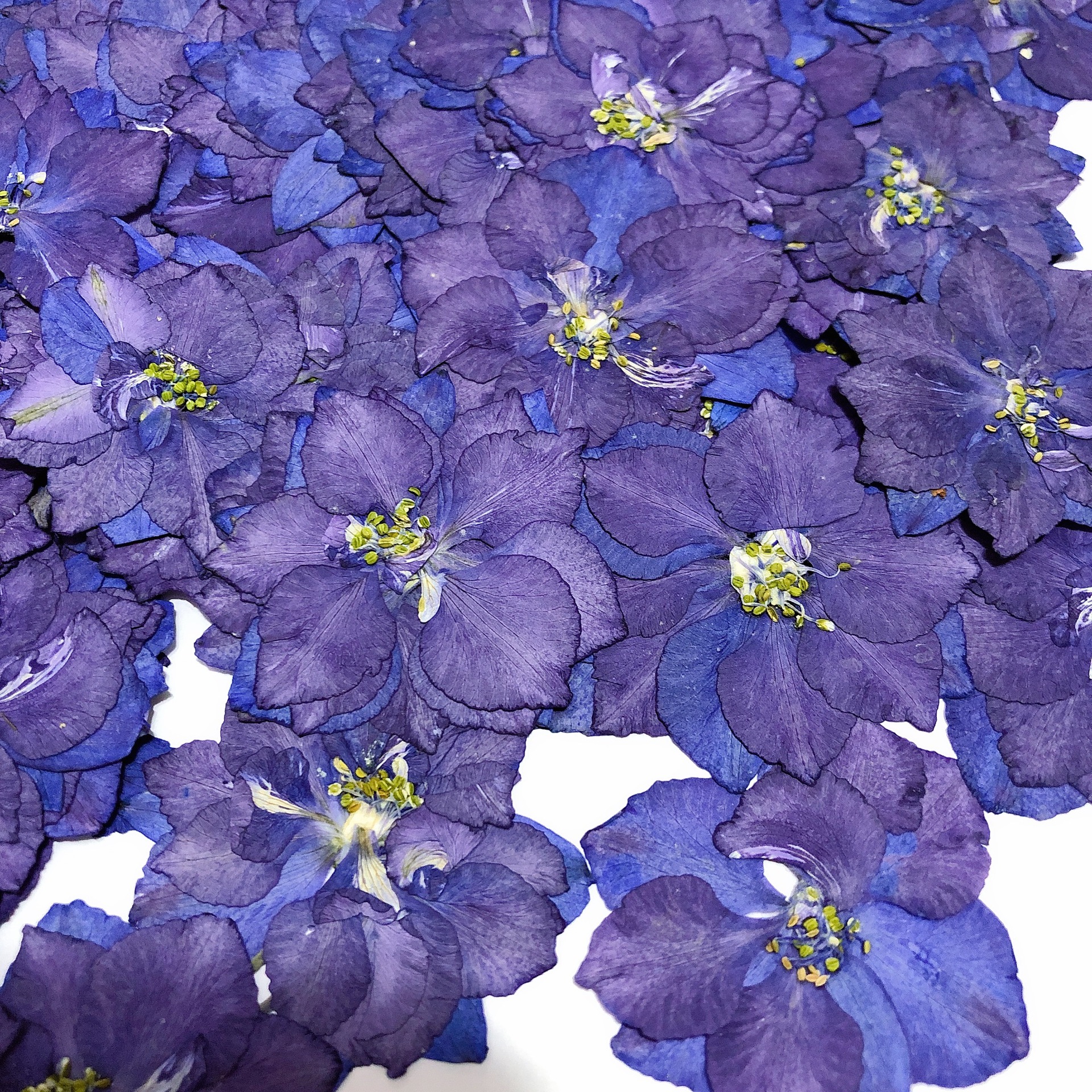 Dried Flower DIY Material Package Handmade Real Flower Embossed Plant Specimen Decorative Ornaments Handmade Flying Swallow Flower Wholesale Cross-Border