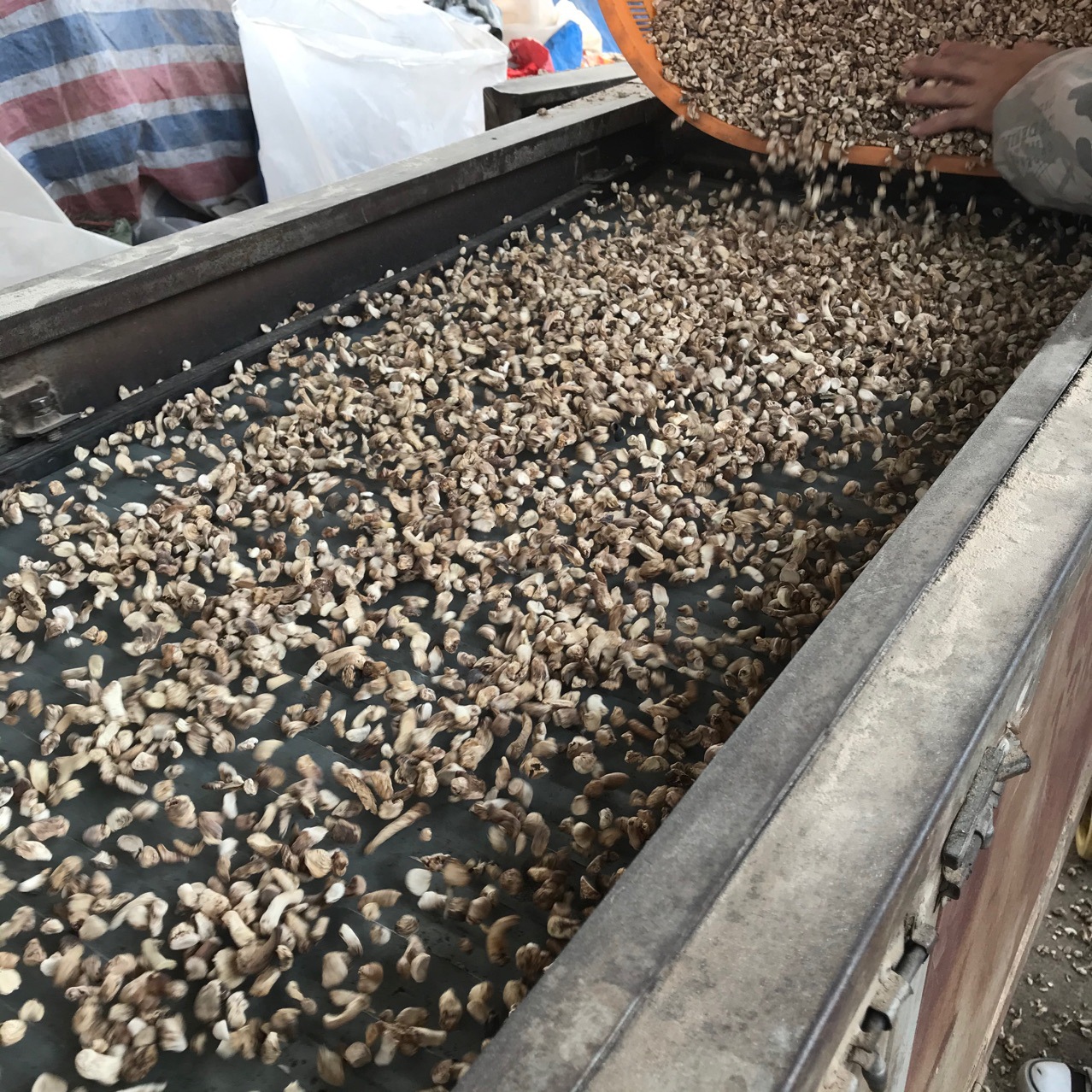 Xixia Mushroom Feet Polishing Single Cut Mushroom Leg Mushroom Stick Henan Origin Wholesale Every Year Supply 500g Clean